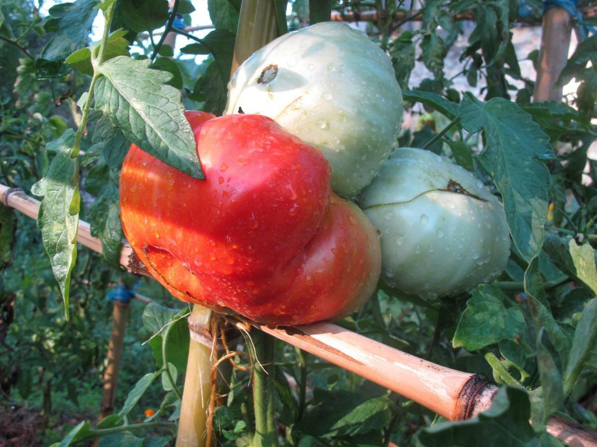 Cottage Poppy Tursac ภายนอก รูปภาพ