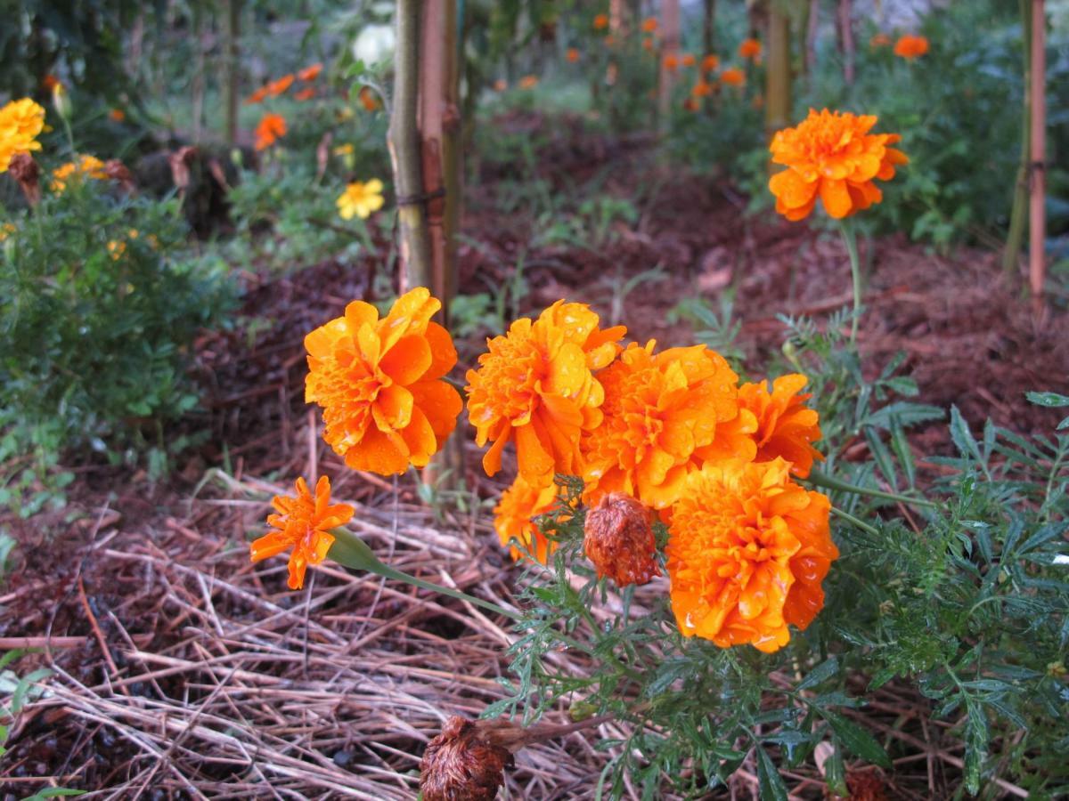 Cottage Poppy Tursac ภายนอก รูปภาพ